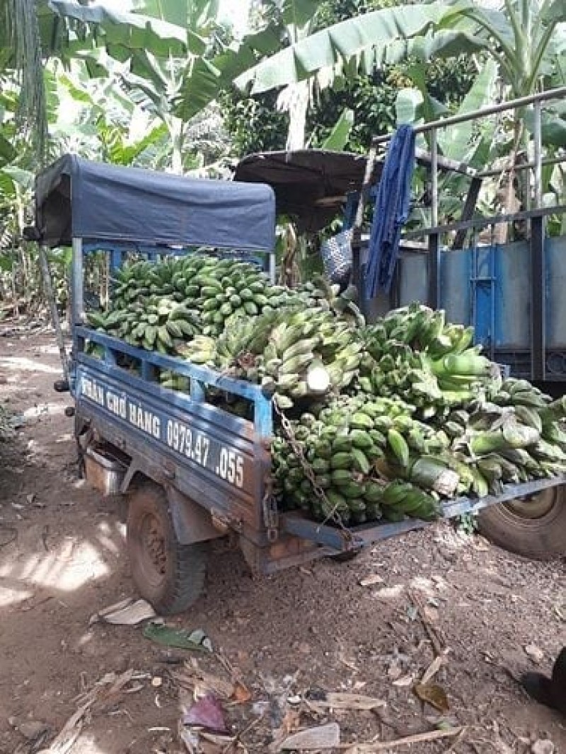 Cần bán chuối hột già chất lượng tại Đồng Nai