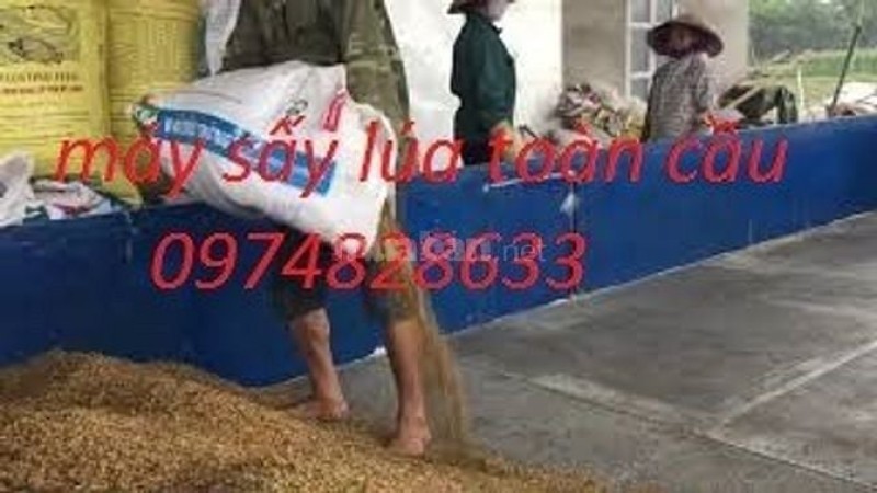Máy sấy lúa chạy mưa - Giải pháp mùa thu hoạch cho nông dân miền Bắc Máy sấy lúa chạy mưa - Giải pháp mùa thu hoạch cho nông dân miền Bắc